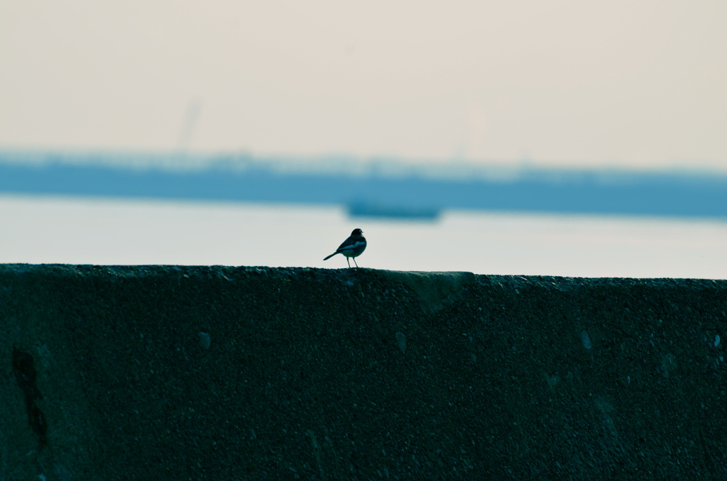 海を見ていた午後