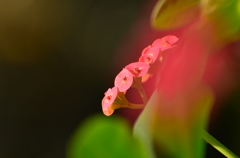 心に花を