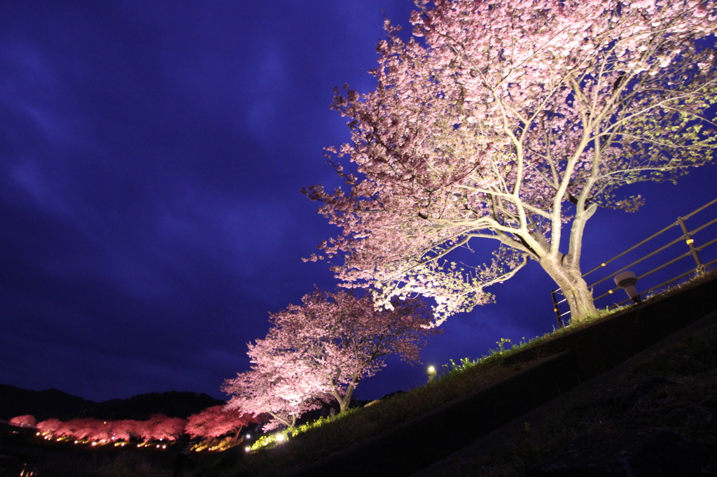 夜桜