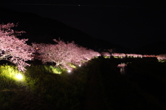 夜桜