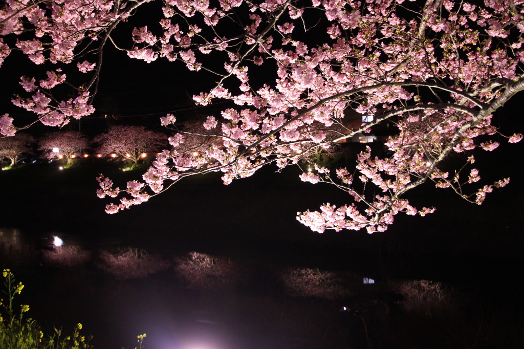 夜桜