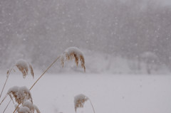 風雪に耐える