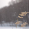 雪舞う