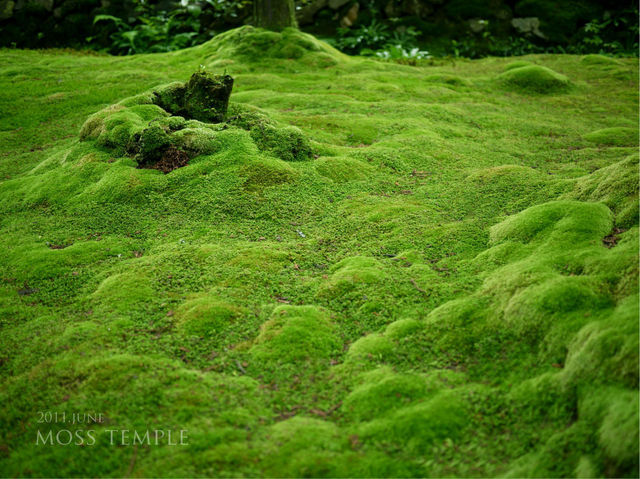 MOSS　GREEN
