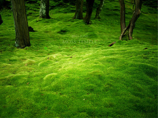 MOSS GREEN