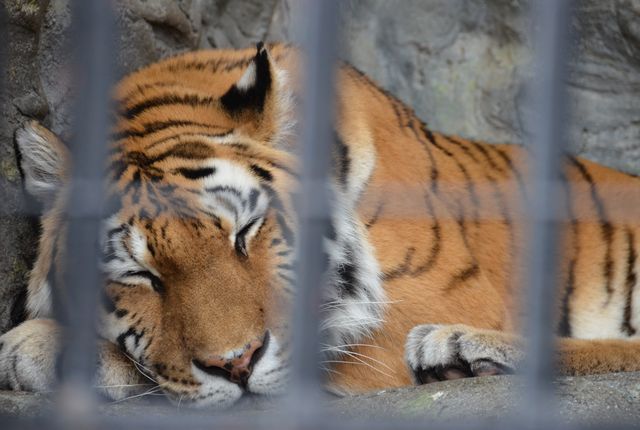 ＴＯＲＡ