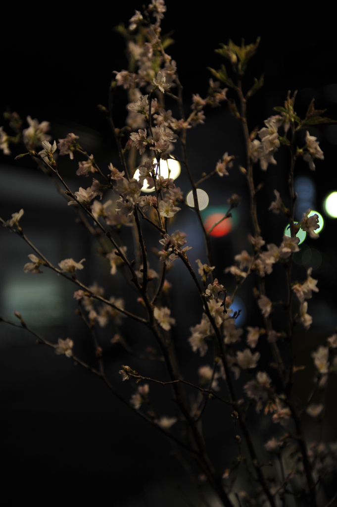 夜桜