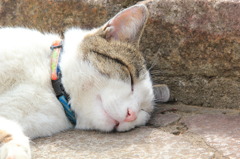 ひるねこ