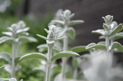 謎の植物