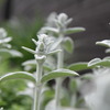 謎の植物