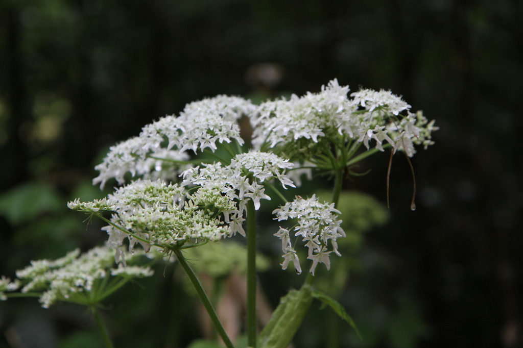 これって何の花？