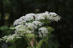 これって何の花？