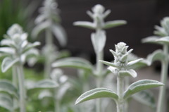 謎の植物