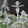 謎の植物