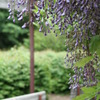 藤棚