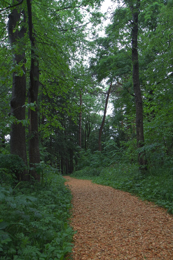 三浦綾子記念館 林道