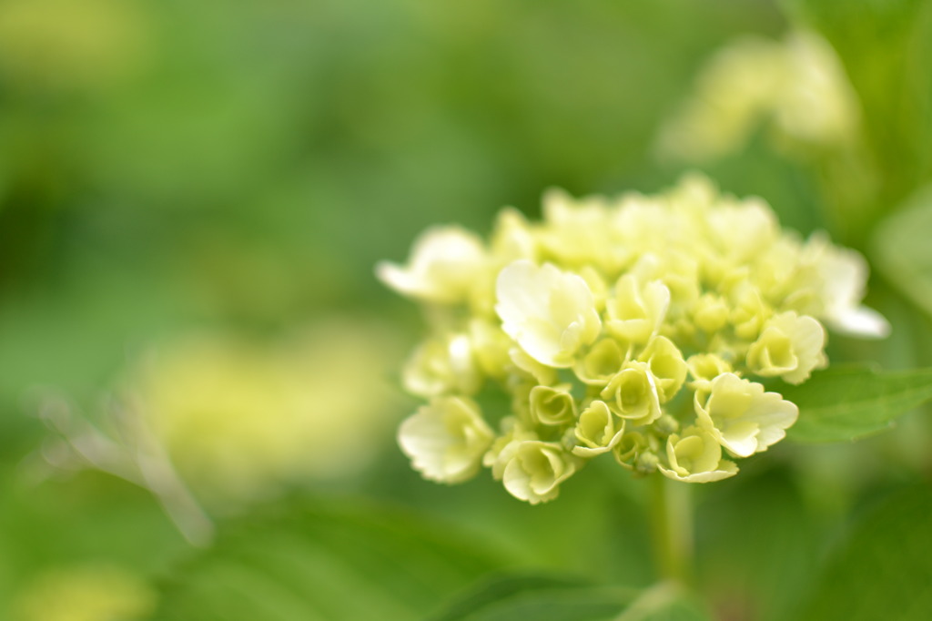 紫陽花「白舞妓」 