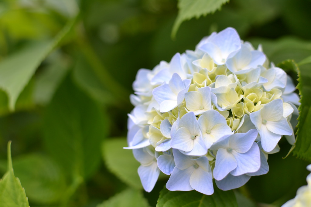 白馬村三日市場地区の紫陽花