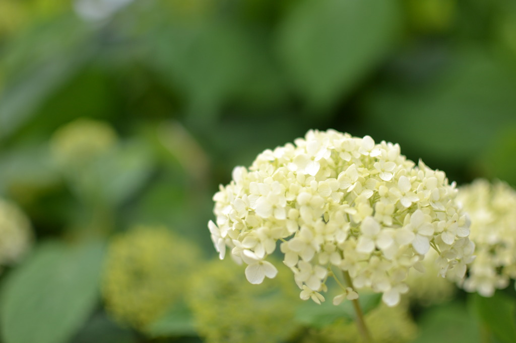 紫陽花「アナベル」