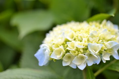 白馬村三日市場地区の紫陽花