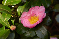 DSC01555