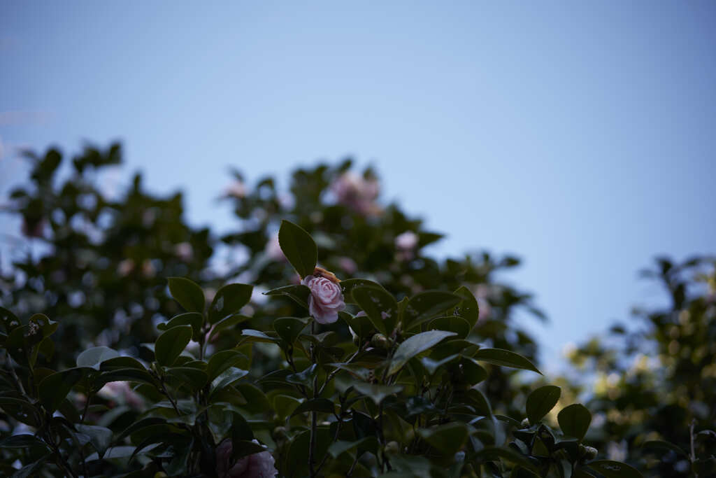 茶梅
