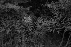 L1000532B