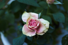 DSC00329