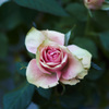 DSC00329