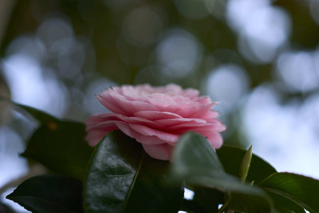 Planar2