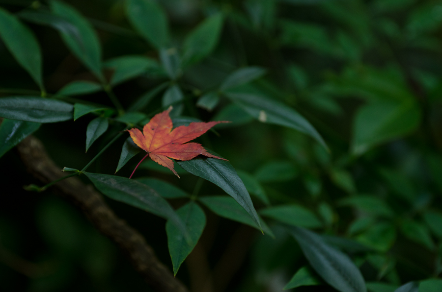 DSC_1321