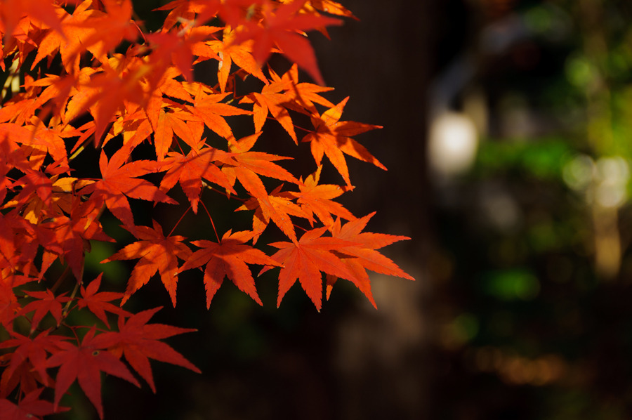 勝持寺