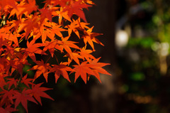 勝持寺