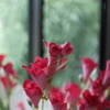 造花