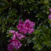DSC04016