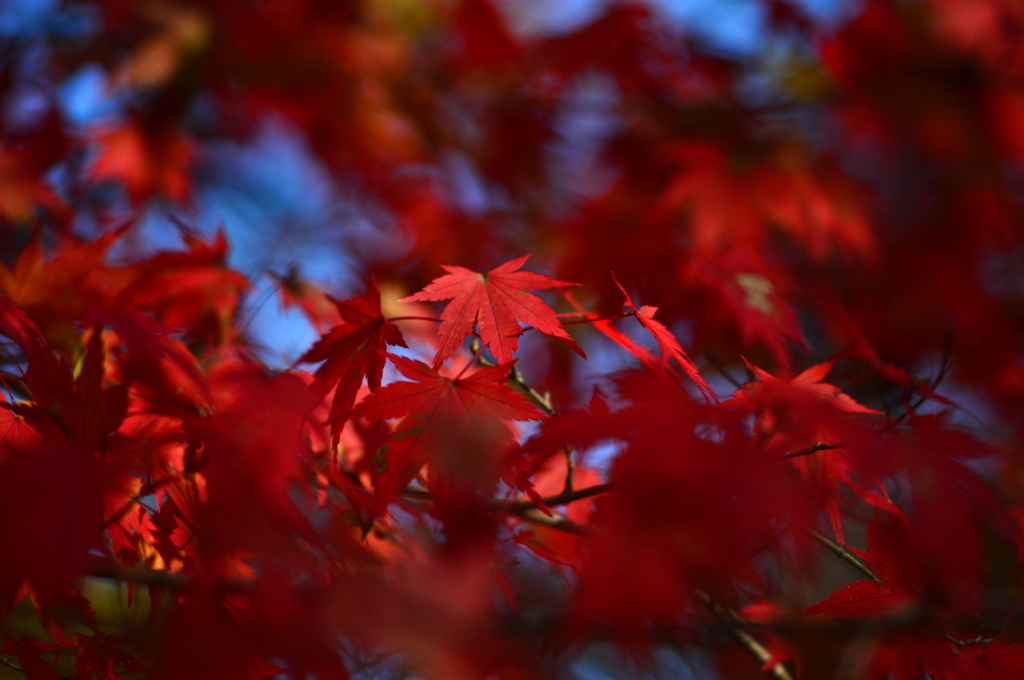 momiji