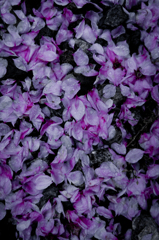 SDIM0041