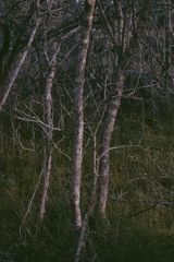 P10007233