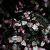 R00106