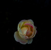 R0010489