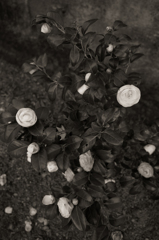 IMG-1000359M
