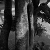 L1051655B