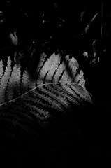 DSC00201b