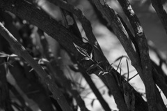 DSC00051