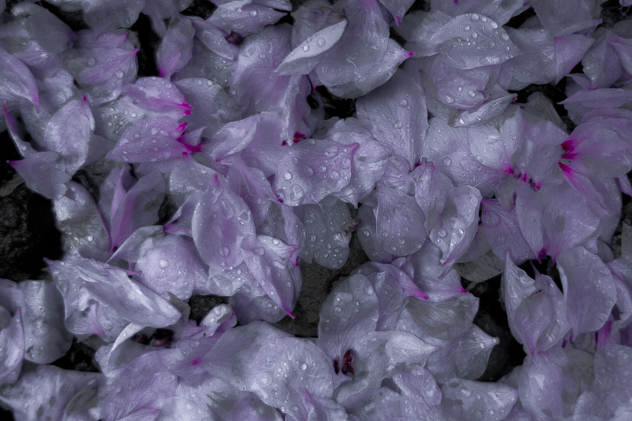 SDIM0042