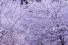 雪桜