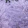 雪桜