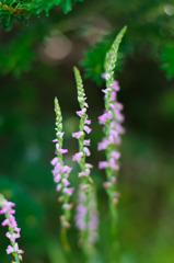 ねじり草