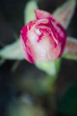 DSC_1467