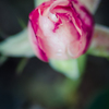 DSC_1467